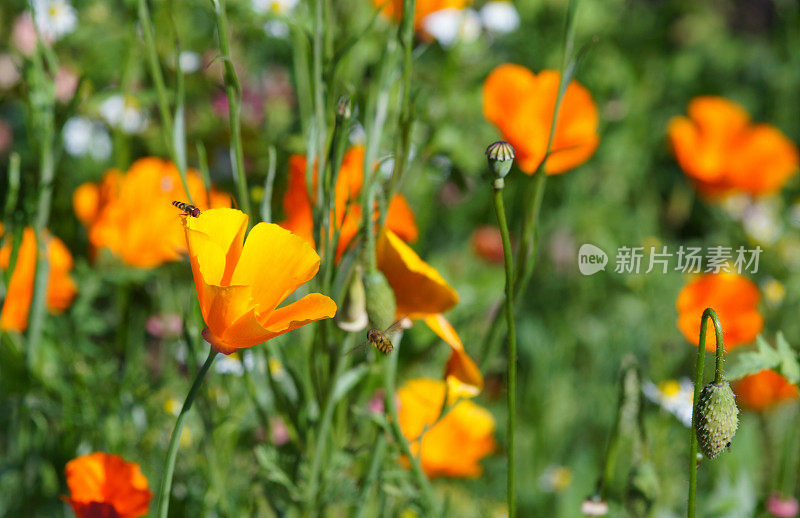 Eschscholzia californica花